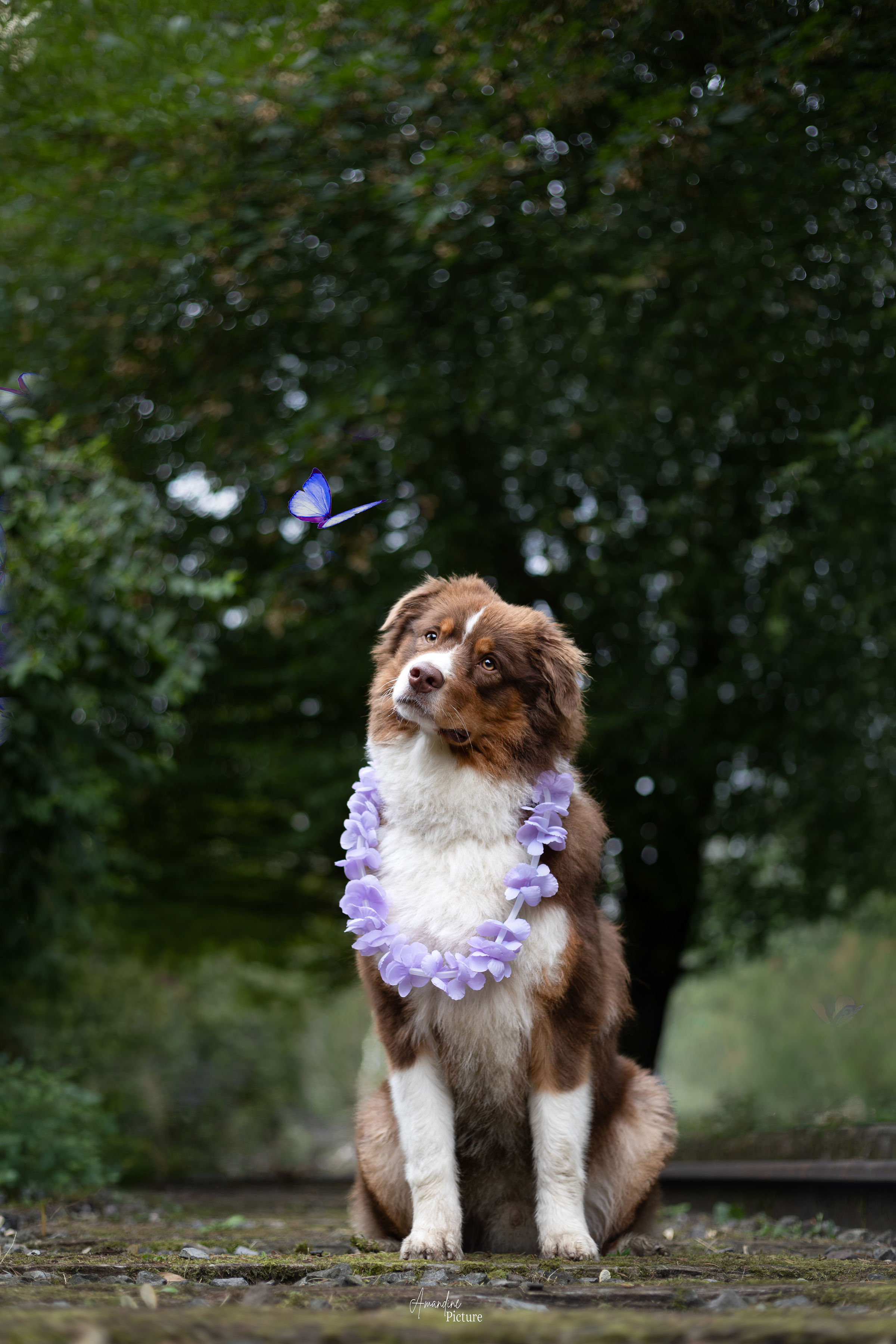 Chien avec une couronne de fleurs