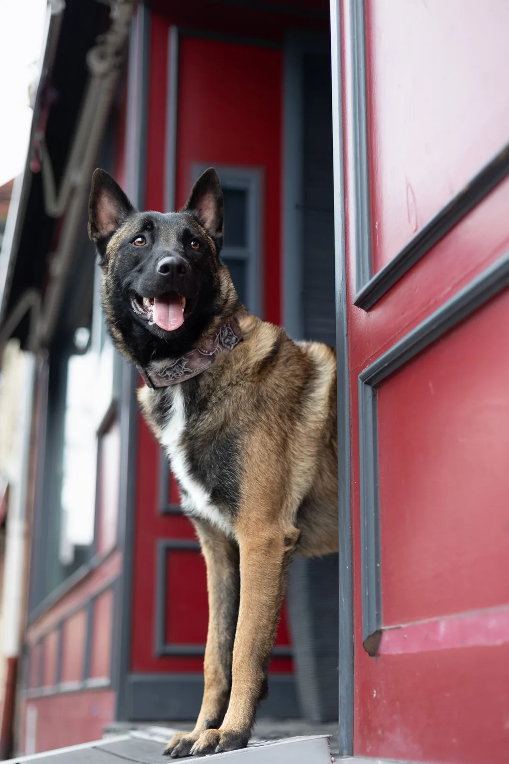 Chien devant une porte rouge