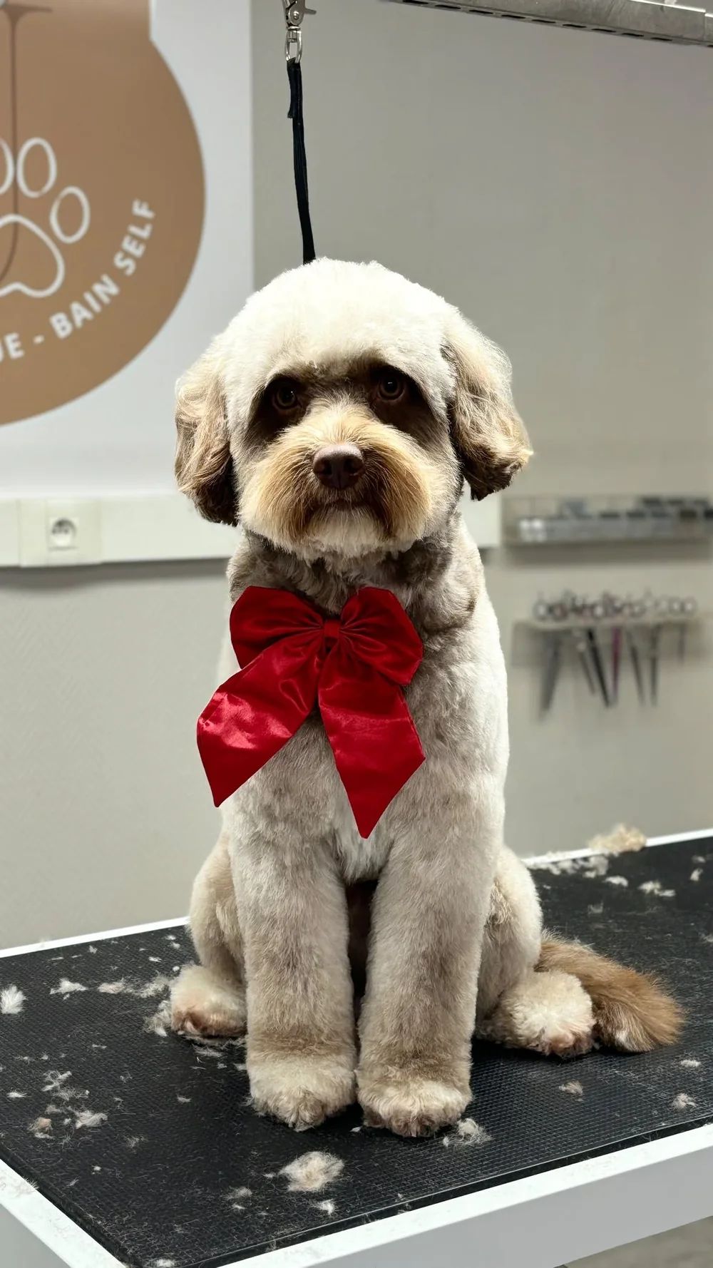 Chien toiletté avec un nœud rouge