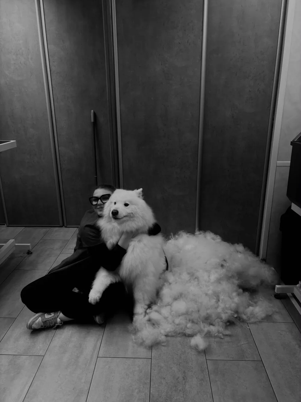 Chien blanc après son toilettage